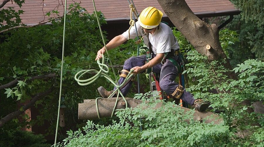 Guide to Tree Removal in Brisbane